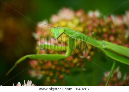 Mantis