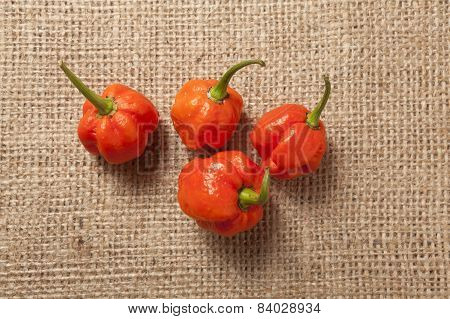 Trinidad Moruga Scorpion Pepper