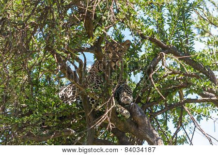 Leopard In Big Tree