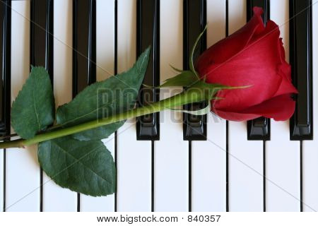 Rosa rossa su tasti di pianoforte