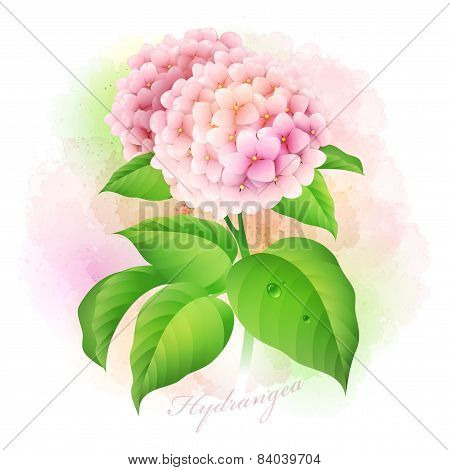 Hydrangea. Botanical Vector illustration