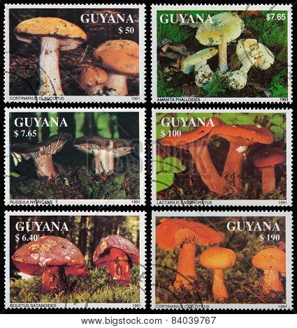 Edible Wild Mushrooms