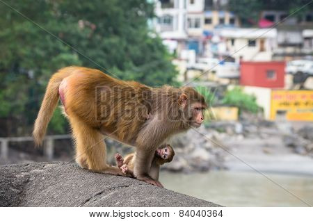 Indian Macaque Monkeys