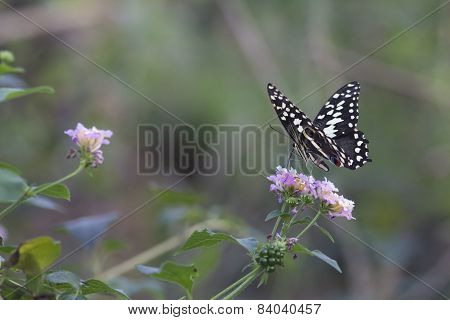 Papilio Demoleus (chequered swallowtail) butterfly