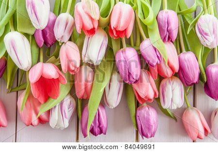 Colorful Tulips On Purple