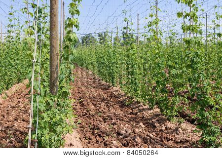 Hop Garden