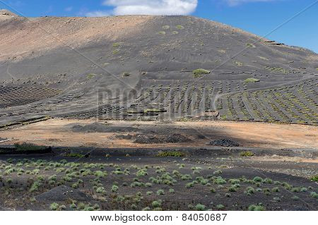 Vineyards At La Geria Valley, Lanzarote Island, Canary Islands, Spain