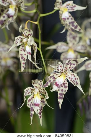 Glorious Odontoglossum Orchid