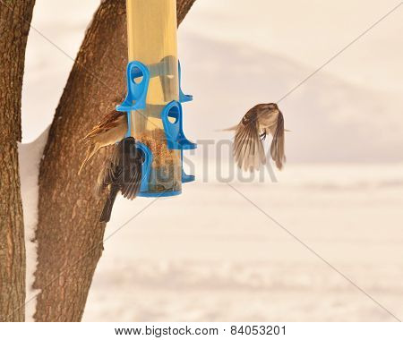 Sparrow flying away from winter feeder