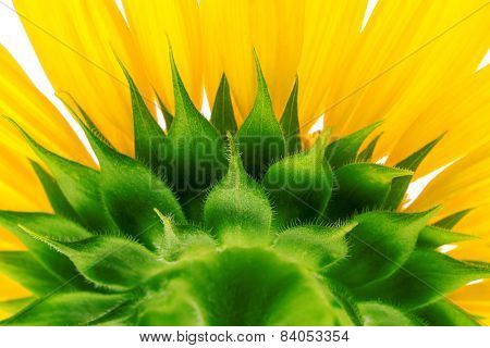 Sunflower Isolated On White Background