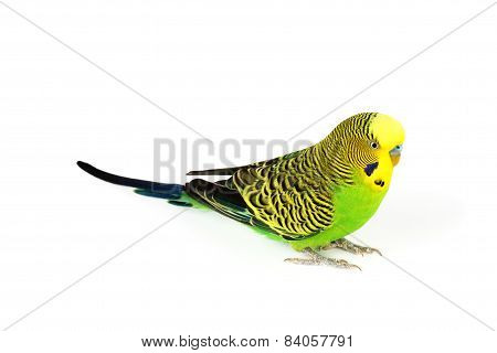 Budgerigar Isolated On White Background