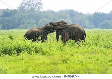 Elephant