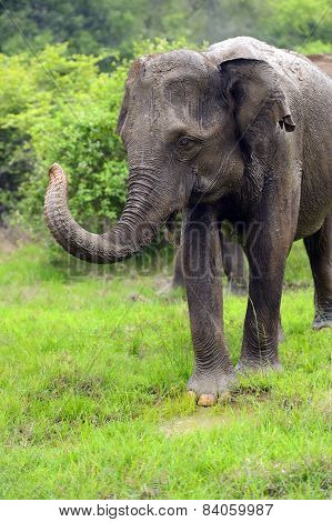 Elephant
