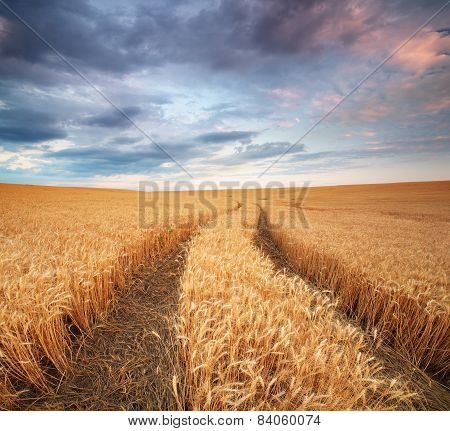 Pamorama Meadow Of Wheat