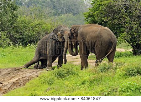 Elephant