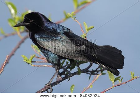 Boat-tailed Grackle (quiscalus Major)