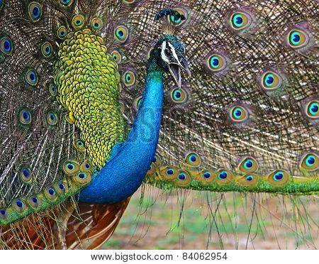 Peacock