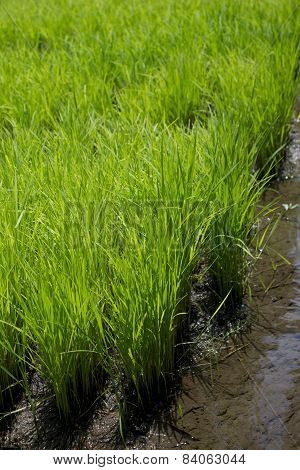 Rice plantation