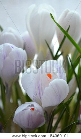 white crocuses.