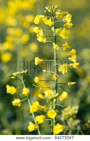Rapeseed Plant