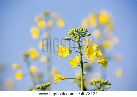 Rapeseed Plants