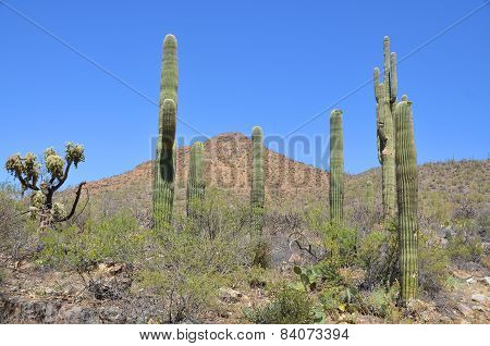The saguaro