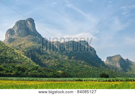 Mountain and Sun Flower field at Lopburi province in Thailand
** Note: Soft Focus at 100%, best at smaller sizes