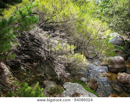 Pedrisa, Comunity Of Madrid, Spain