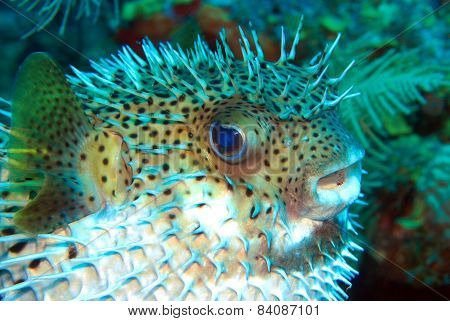 Mid Body Blown Porcupine Fish