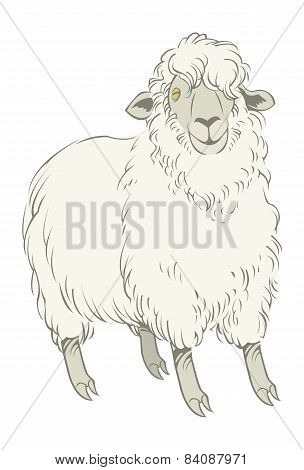 Funny Vector Cartoon Sheep