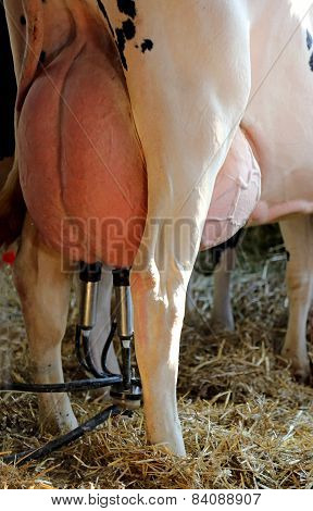 Automatic Milking System To Milk The Cow With Udders Full Of Milk