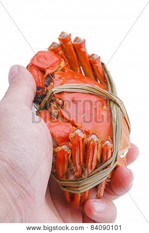 Hairy crabs in the hands isolated on white background.