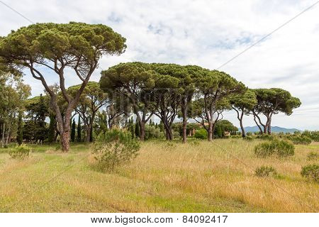 Italian stone pine