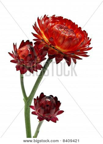 Helichrysum kwiat