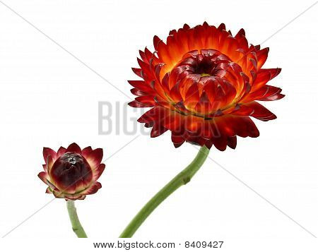 Helichrysum kwiat