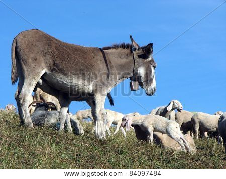 Donkey Out To Pasture With A Herd Of Sheep