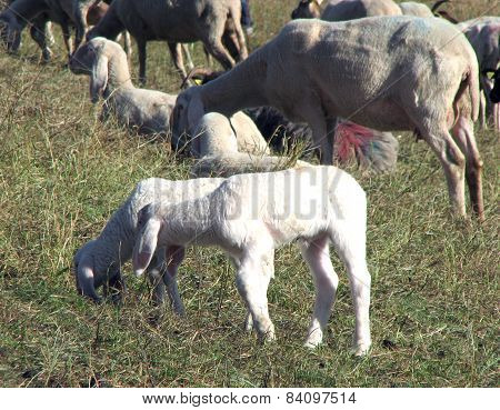 Large Flock With Many Sheep Grazing