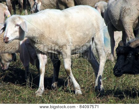 Sheep In The Midst Of The Flock Grazing On The Hill