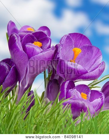 Landscape Grass Sky And Violet Fliower