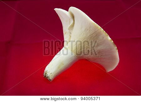 Mushroom Lactarius Piperatus