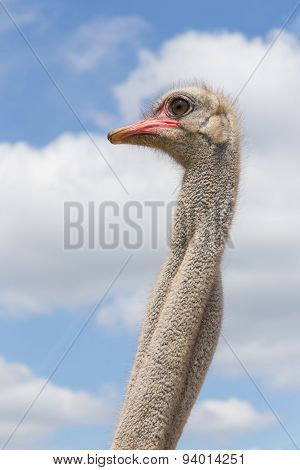 Ostrich head and neck