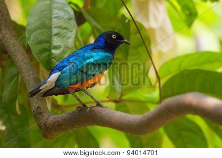 Blue bird with breast standing on the branch