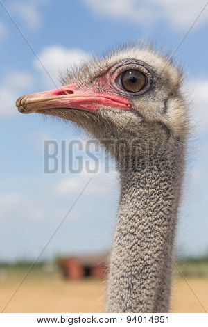 Ostrich profile