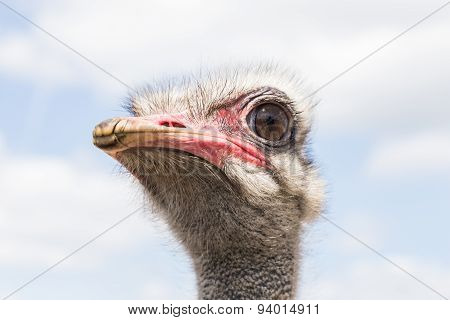big ostrich head