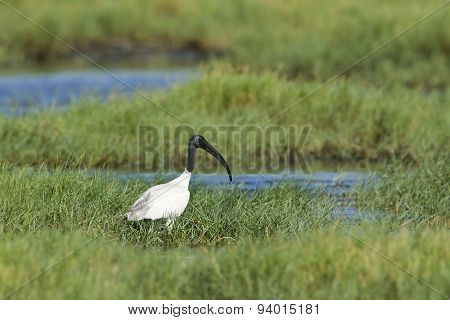 Black-headed Ibis In Pottuvil, Sri Lanka