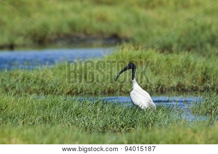 Black-headed Ibis In Pottuvil, Sri Lanka