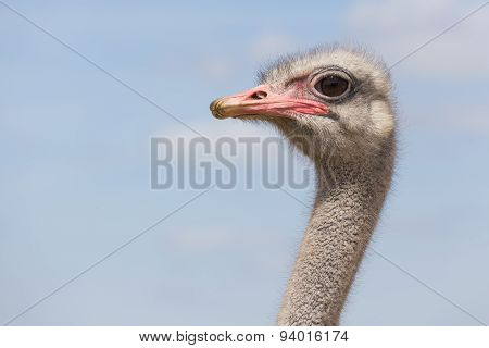Ostrich looks at the camera