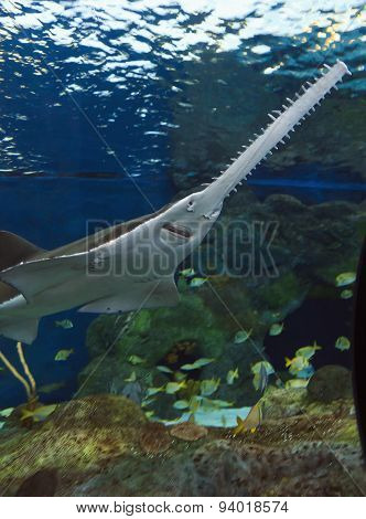 Sawfish in the Water