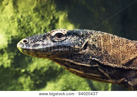 Komodo Dragon (varanus Komodoensis) Portrait