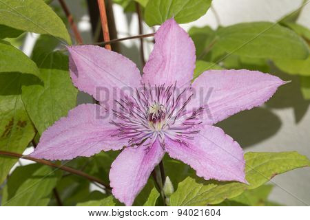 Clematis